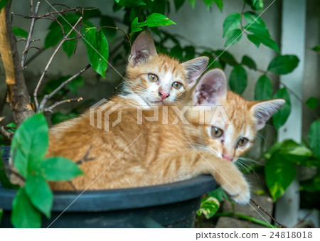 Two sibling kittens lay inside flowerpot Two sibling kittens lay inside flowerpot 24818018