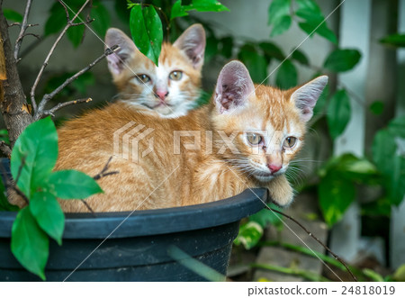 Two sibling kittens lay inside flowerpot 24818019