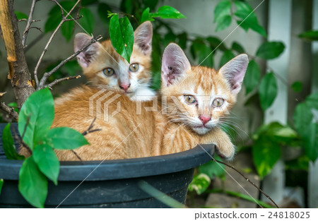 Two sibling kittens lay inside flowerpot Two sibling kittens lay inside flowerpot 24818025