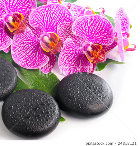 spa still life of blooming branch violet orchid spa still life of blooming branch violet orchid 24818121