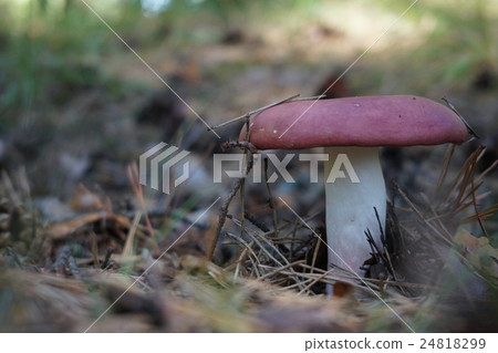 Russula emetica, commonly known as the sickener Russula emetica, commonly known as the sickener 24818299