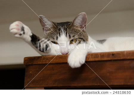 A cat lying on the cupboard 24818630