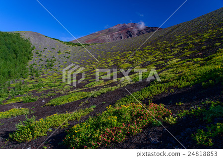 Mt. Fuji alpine plant in the garden 24818853
