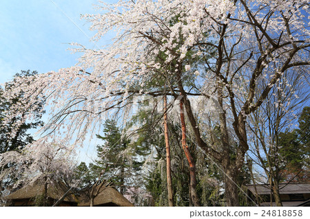 Cherry blossom festival of the Kakunodate Fern Terrace and the cabbage roof 24818858