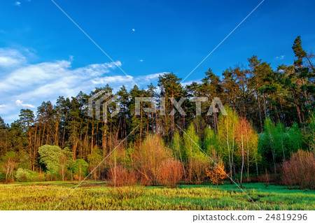 Forest landscape under evening sky with clouds 24819296