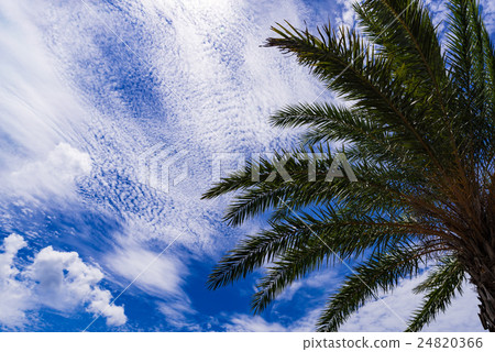 Palm trees, clouds, landscape, Okinawa. Palm trees, clouds, landscape, Okinawa. 24820366