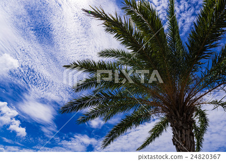 Palm trees, clouds, landscape, Okinawa. Palm trees, clouds, landscape, Okinawa. 24820367