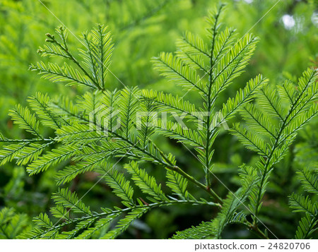 Sequoia leaf leaves 24820706