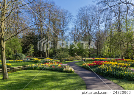 Keukenhof garden in the Netherlands Keukenhof garden in the Netherlands 24820963