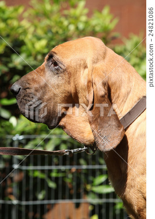 Portrait of bloodhound in the garden 24821086