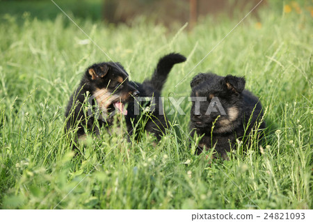 Nice Bohemian shepherd puppies 24821093