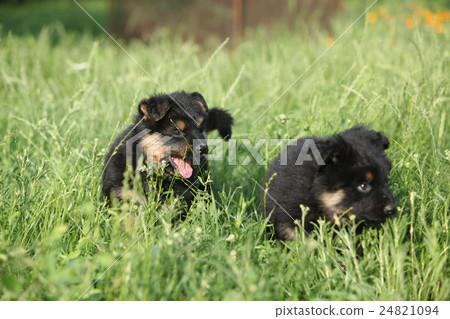 Nice Bohemian shepherd puppies 24821094