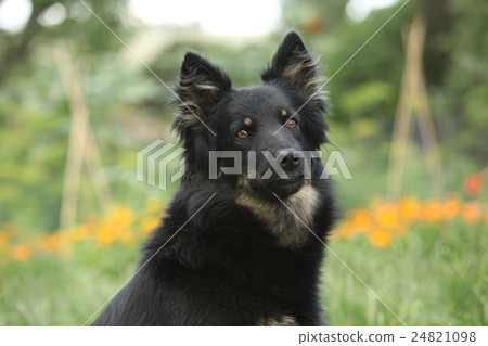 Amazing Bohemian Shepherd in the garden 24821098