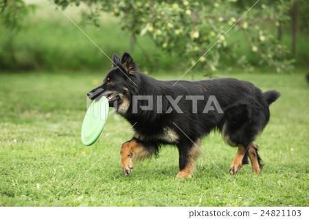 Beautiful Bohemian Shepherd running with a toy 24821103