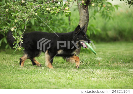 Beautiful Bohemian Shepherd running with a toy 24821104