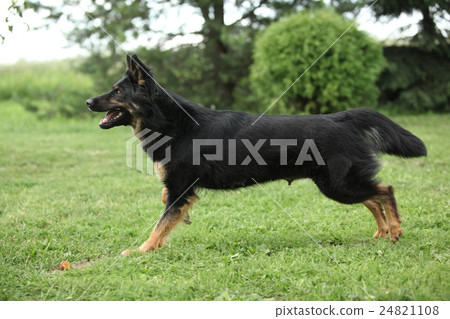 Nice Bohemian shepherd running in the garden 24821108