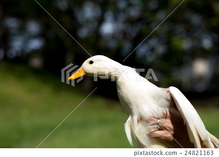 油菜鴨和藍天 24821163