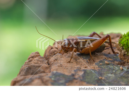 Close up House cricket (Acheta domestica) Close up House cricket (Acheta domestica) 24821606