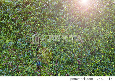 Tree leaf bushes green fence, Texture background Tree leaf bushes green fence, Texture background 24822217