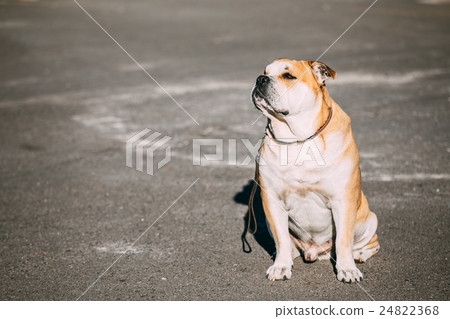 Pretty Ca De Bou Or Perro De Presa Mallorquin Is A Pretty Ca De Bou Or Perro De Presa Mallorquin Is A 24822368