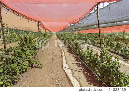 rows of raspberry bushes 24822489