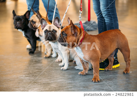French Bulldogs Are A Different Color Next To Each French Bulldogs Are A Different Color Next To Each 24822981