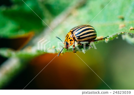 Colorado Potato Striped Beetle - Leptinotarsa Colorado Potato Striped Beetle - Leptinotarsa 24823039