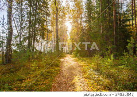 Path, lane, way, pathway in wild autumn forest 24823045