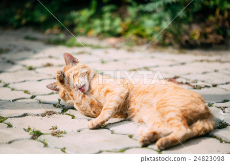 Red Tabby Cat Male Kitten Lick Washes Itself 24823098