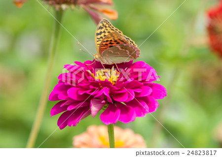 Perlamutrovka butterfly on a flower Perlamutrovka butterfly on a flower 24823817