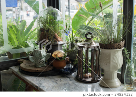 Small terrarium plants enclosed in glass capsule 24824152