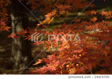 東福寺的楓樹 24824700