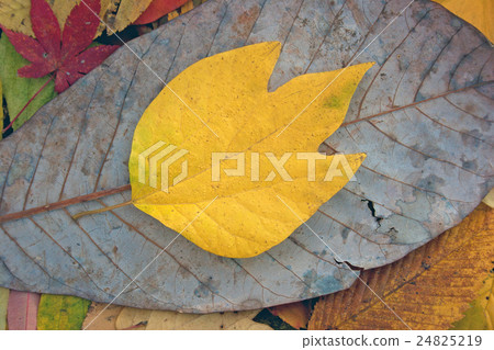 高雄山的落葉Dango-bai的黃色葉子 24825219