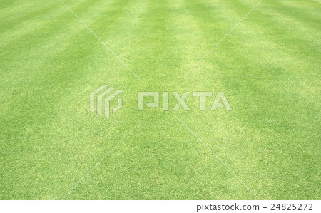 Golf Courses green lawn 24825272