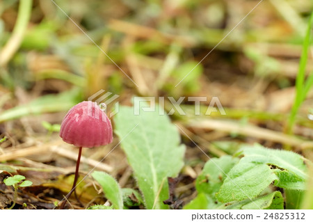 Landscape with mushrooms Landscape with mushrooms 24825312