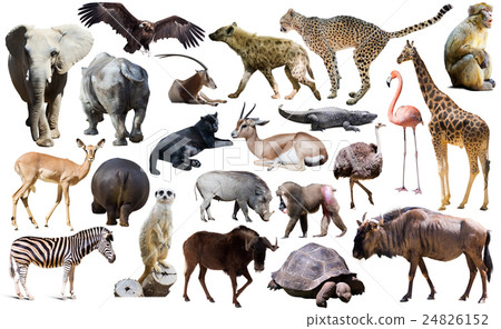 Birds, mammal and other animals of Africa isolated 24826152