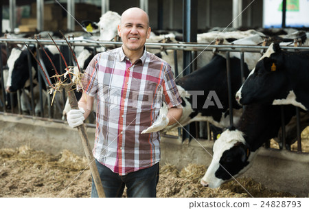 Mature worker with pitchfork in farmyard Mature worker with pitchfork in farmyard 24828793