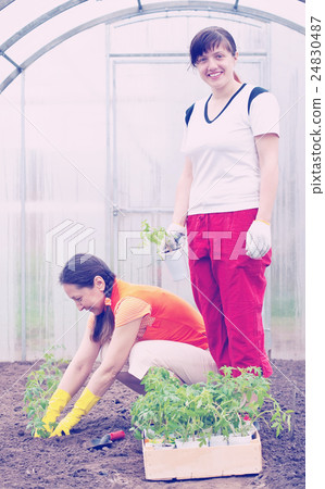 women planting tomato seedlings 24830487
