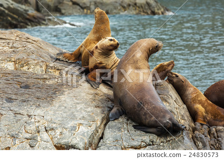 Rookery Steller sea lions. Island in Pacific Ocean 24830573