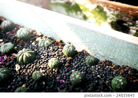 Cactus Growing Botany Nature Environmental Thorn Concept 24835645