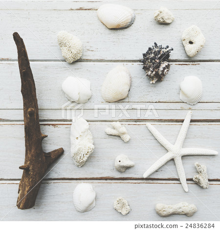Shells Seashell Starfish Beach Natural Nature Free Concept Shells Seashell Starfish Beach Natural Nature Free Concept 24836284