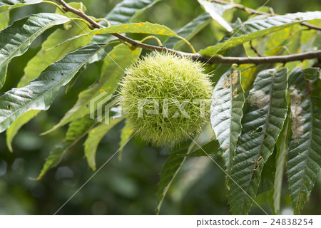Chestnut Chestnut 24838254