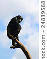 Chimpanzees and the sky 24839568