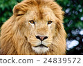 Lion face 24839572