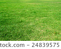 Green lawn 24839575