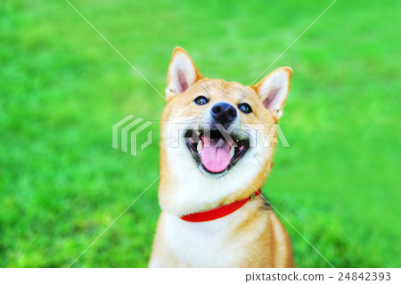 Shiba Inu Shiba Inu 24842393
