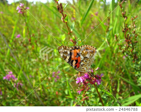 Python蝴蝶 24846788