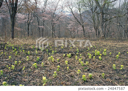 Fuquinot組布Tadami cho 24847587