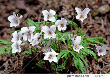 A big strain of Eisanshire Mt. Takao A big strain of Eisanshire Mt. Takao 24847588