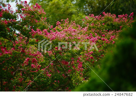 縐花(香櫞) 縐花(香櫞) 24847682